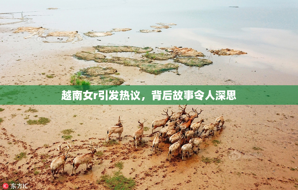 越南女r引发热议，背后故事令人深思