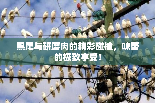黑尾与研磨肉的精彩碰撞，味蕾的极致享受！