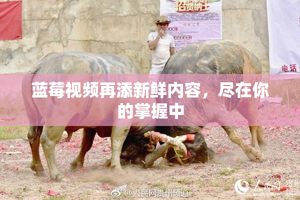 蓝莓视频再添新鲜内容，尽在你的掌握中