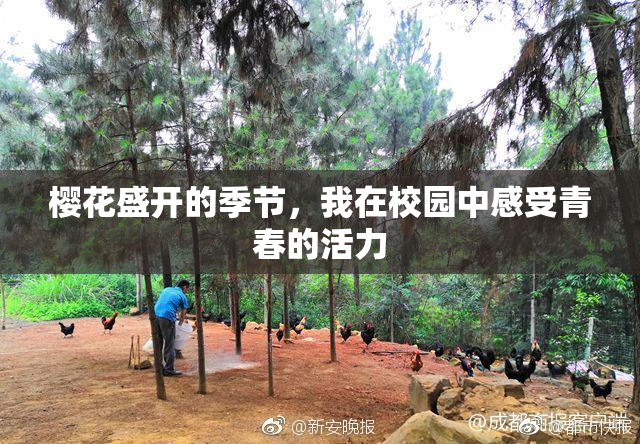 樱花盛开的季节，我在校园中感受青春的活力