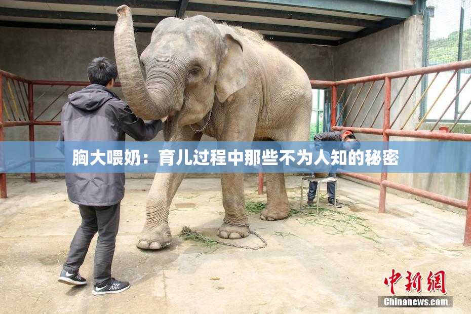 胸大喂奶：育儿过程中那些不为人知的秘密