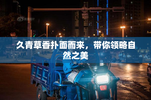 久青草香扑面而来，带你领略自然之美