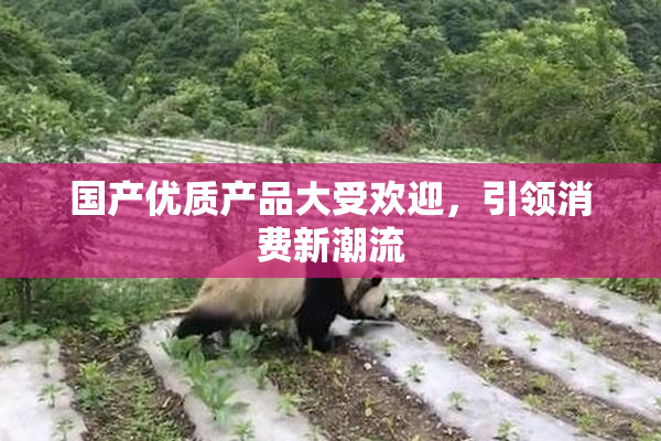 国产优质产品大受欢迎，引领消费新潮流