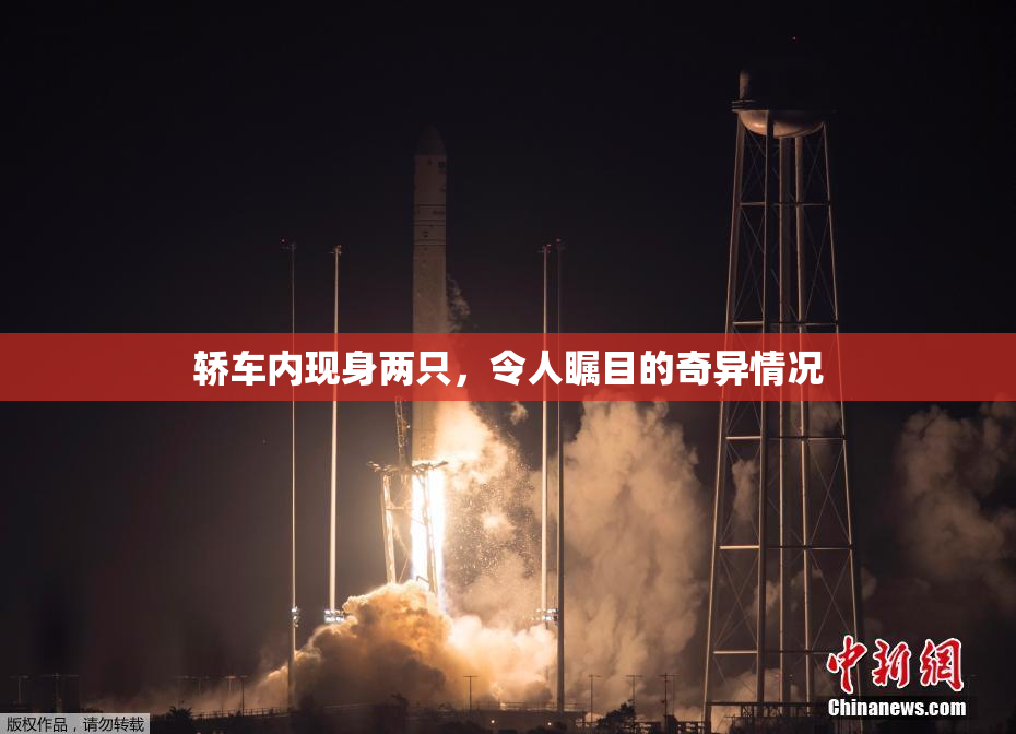 轿车内现身两只，令人瞩目的奇异情况