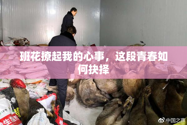 班花撩起我的心事，这段青春如何抉择
