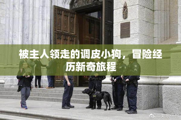 被主人领走的调皮小狗，冒险经历新奇旅程