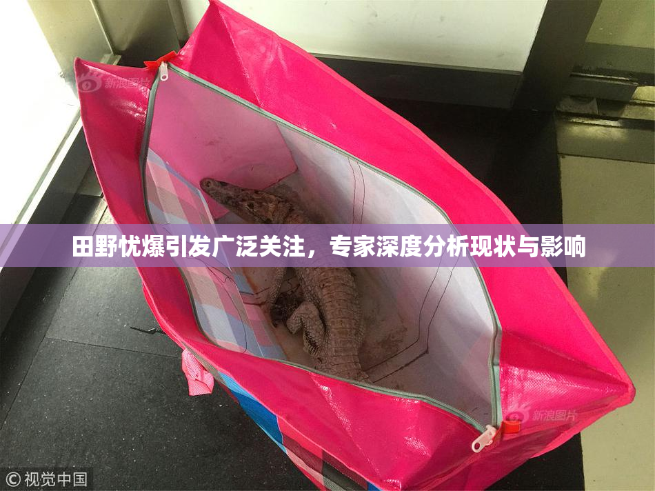 田野忧爆引发广泛关注，专家深度分析现状与影响