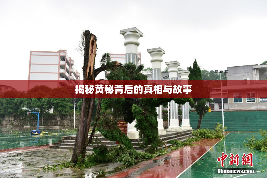 揭秘黄秘背后的真相与故事