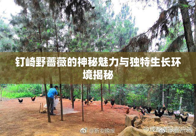 钉崎野蔷薇的神秘魅力与独特生长环境揭秘