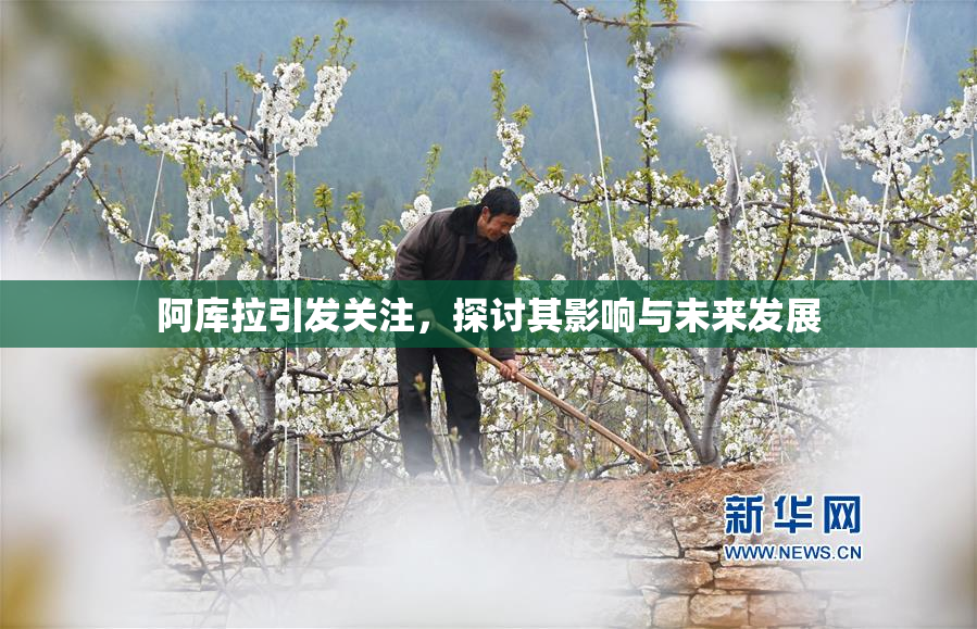 阿库拉引发关注，探讨其影响与未来发展