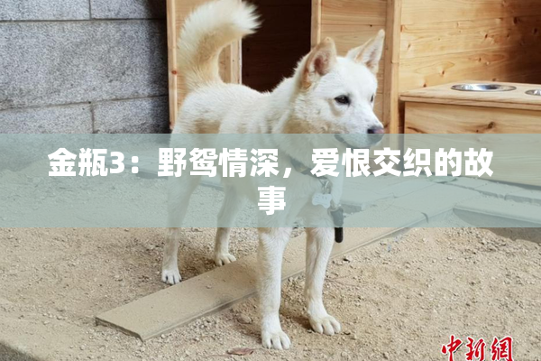 金瓶3：野鸳情深，爱恨交织的故事