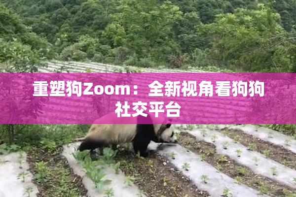 重塑狗Zoom：全新视角看狗狗社交平台