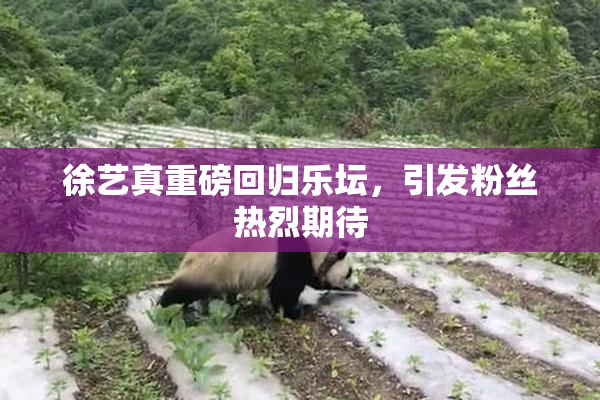 徐艺真重磅回归乐坛，引发粉丝热烈期待