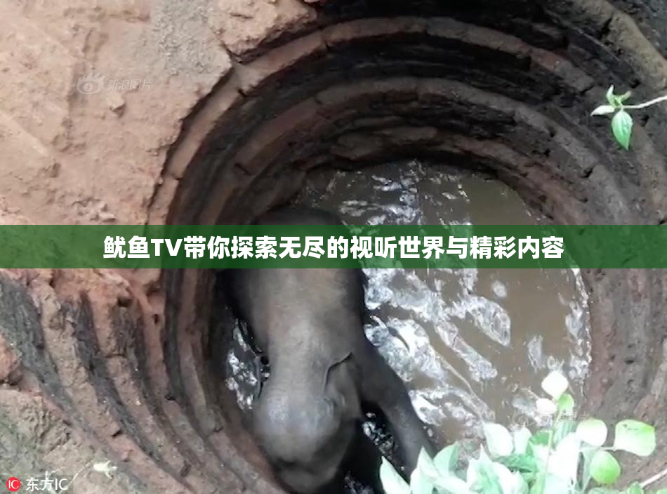 鱿鱼TV带你探索无尽的视听世界与精彩内容