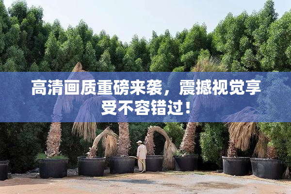 高清画质重磅来袭，震撼视觉享受不容错过！