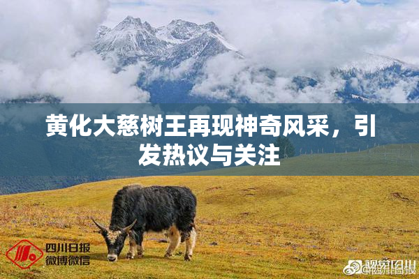 黄化大慈树王再现神奇风采，引发热议与关注