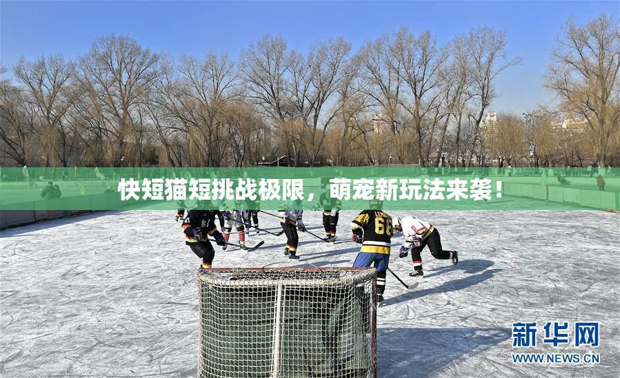 快短猫短挑战极限，萌宠新玩法来袭！