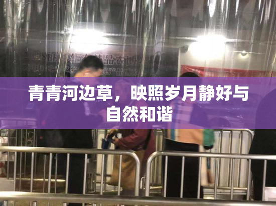 青青河边草，映照岁月静好与自然和谐