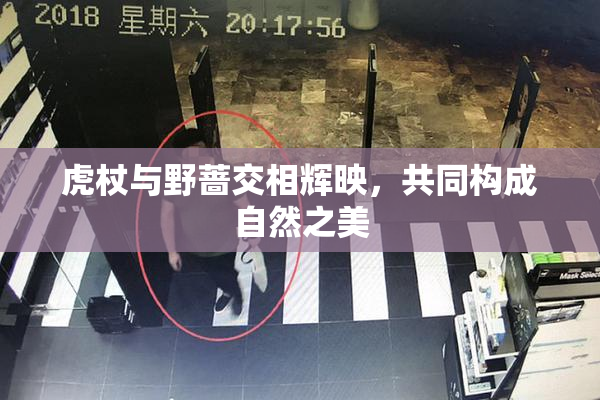虎杖与野蔷交相辉映，共同构成自然之美