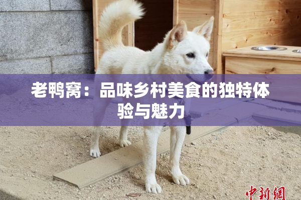 老鸭窝：品味乡村美食的独特体验与魅力