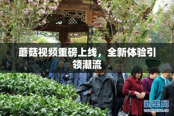 蘑菇视频重磅上线，全新体验引领潮流