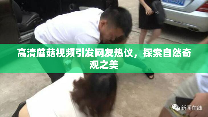 高清蘑菇视频引发网友热议，探索自然奇观之美