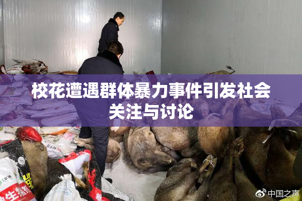 校花遭遇群体暴力事件引发社会关注与讨论