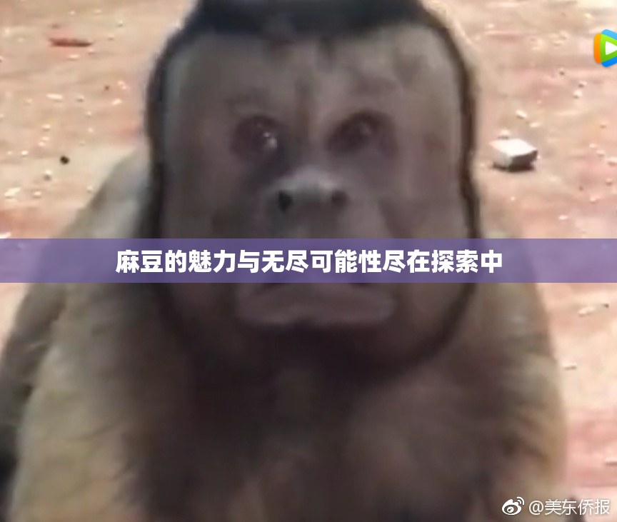 麻豆的魅力与无尽可能性尽在探索中