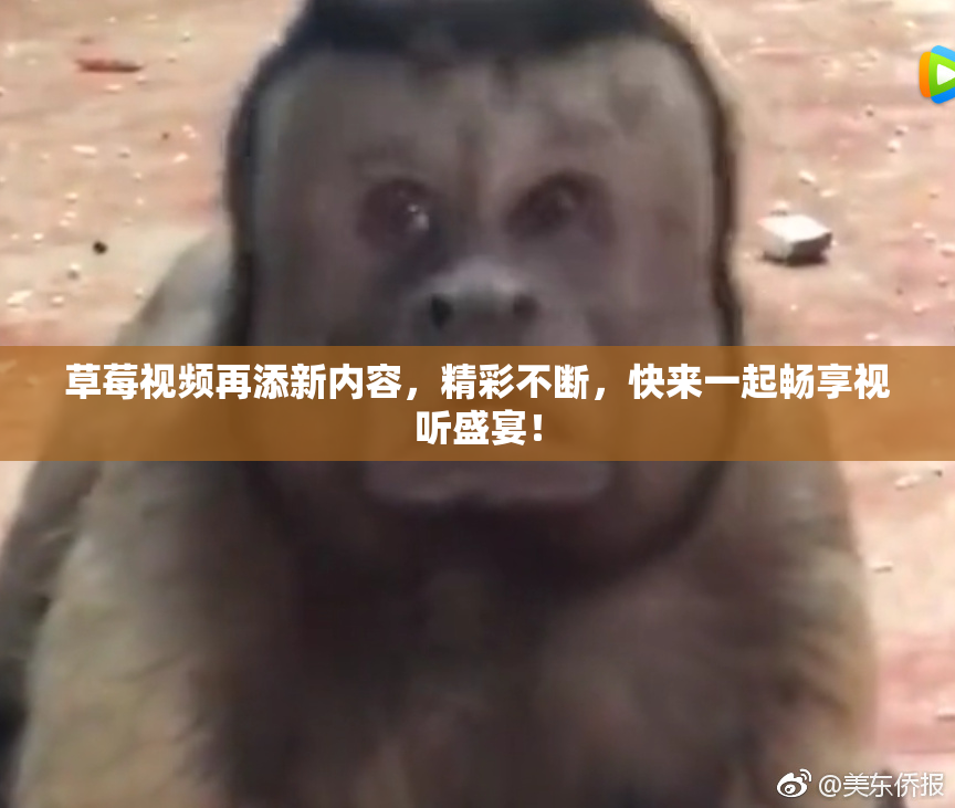 草莓视频再添新内容，精彩不断，快来一起畅享视听盛宴！