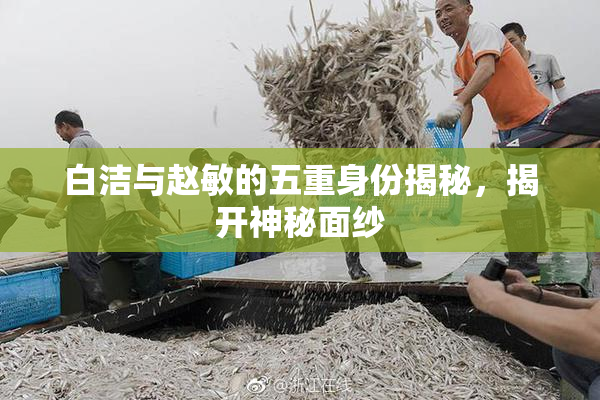 白洁与赵敏的五重身份揭秘，揭开神秘面纱