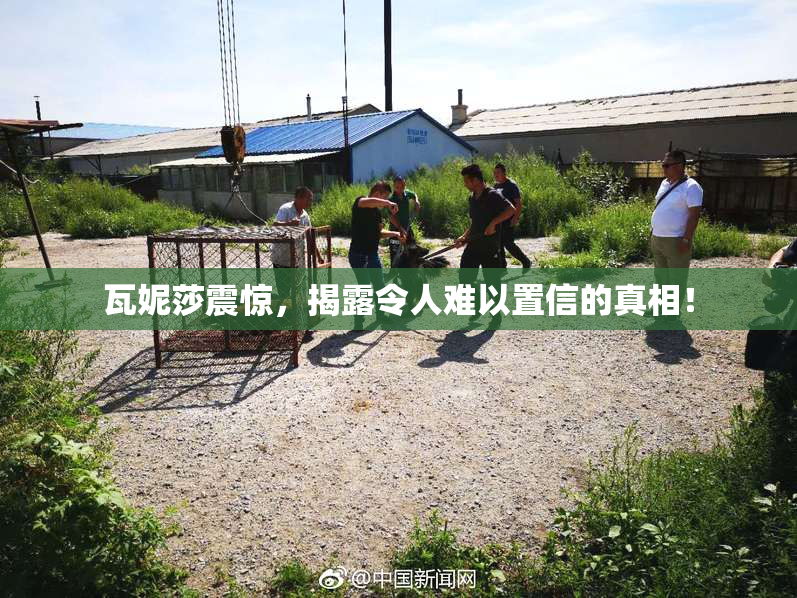 瓦妮莎震惊，揭露令人难以置信的真相！