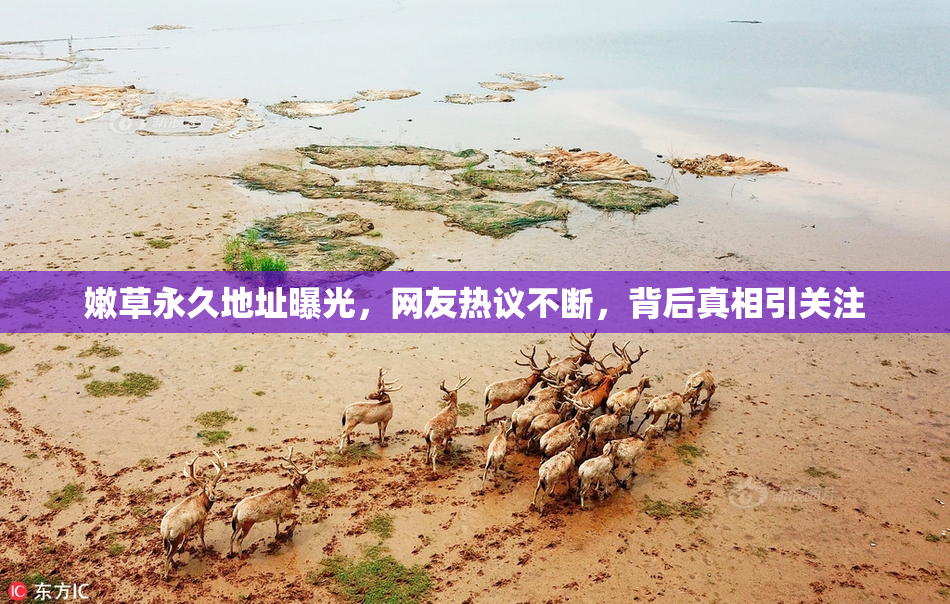 嫩草永久地址曝光，网友热议不断，背后真相引关注