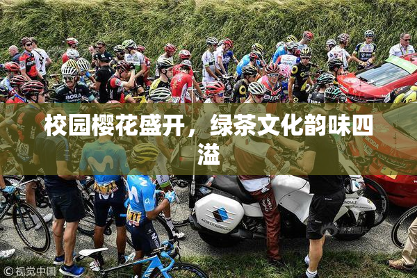 校园樱花盛开，绿茶文化韵味四溢