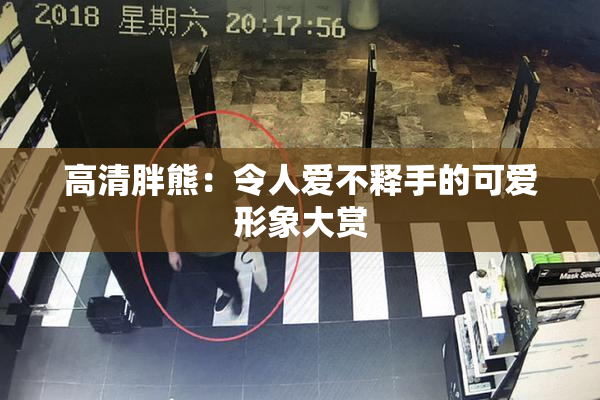 高清胖熊：令人爱不释手的可爱形象大赏