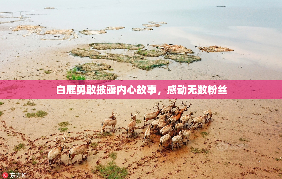 白鹿勇敢披露内心故事，感动无数粉丝
