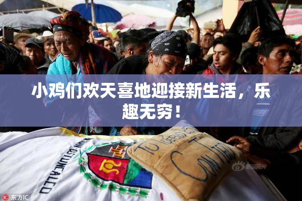 小鸡们欢天喜地迎接新生活，乐趣无穷！