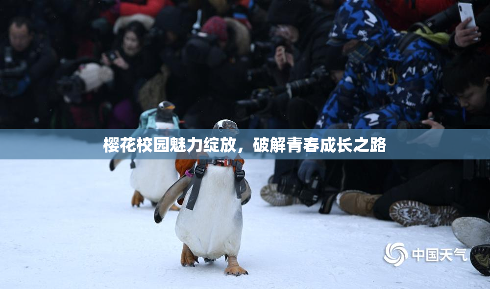 樱花校园魅力绽放，破解青春成长之路