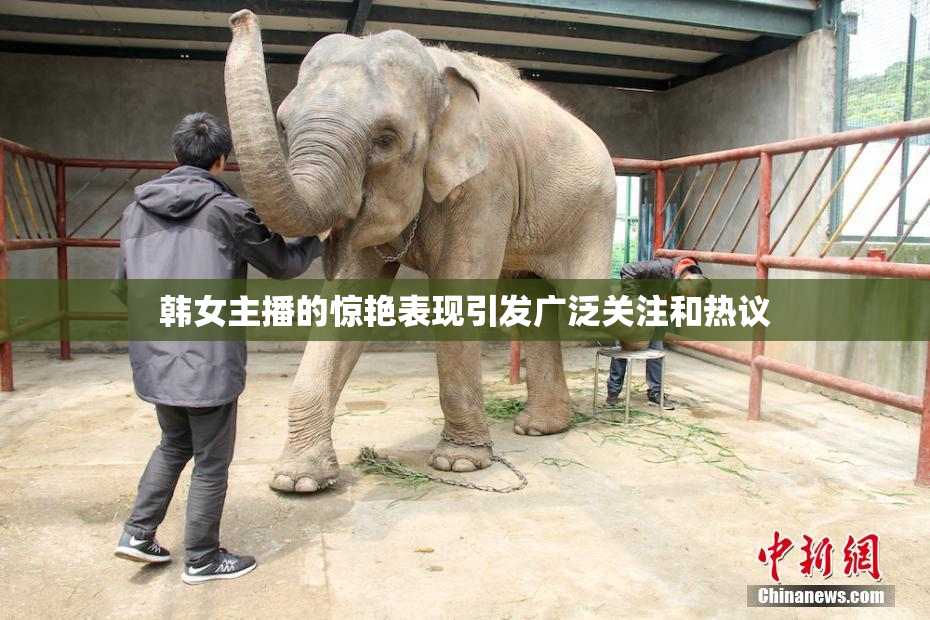 韩女主播的惊艳表现引发广泛关注和热议