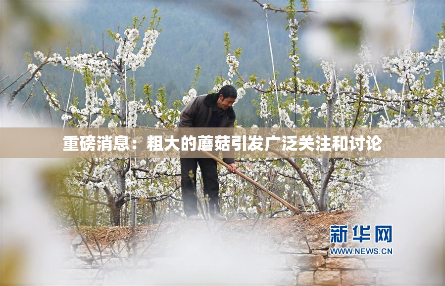 重磅消息：粗大的蘑菇引发广泛关注和讨论