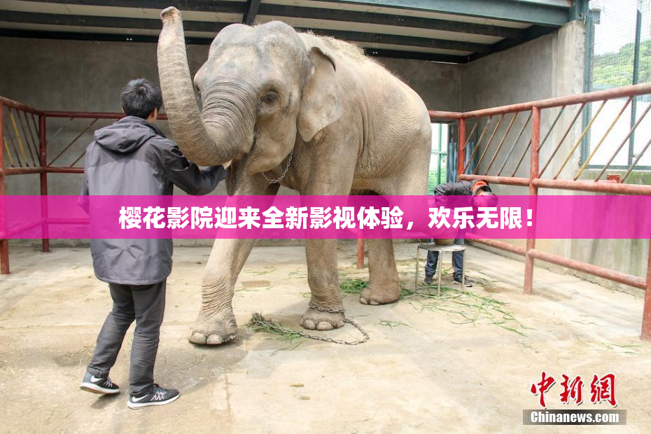 樱花影院迎来全新影视体验，欢乐无限！