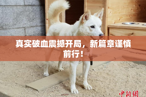 真实破血震撼开局，新篇章谨慎前行！