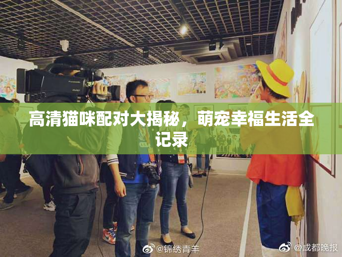 高清猫咪配对大揭秘，萌宠幸福生活全记录