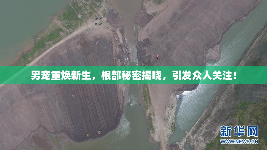 男宠重焕新生，根部秘密揭晓，引发众人关注！