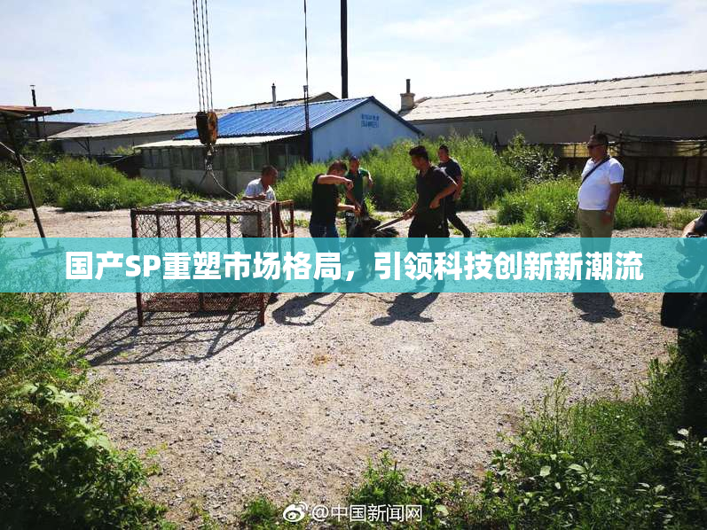 国产SP重塑市场格局，引领科技创新新潮流