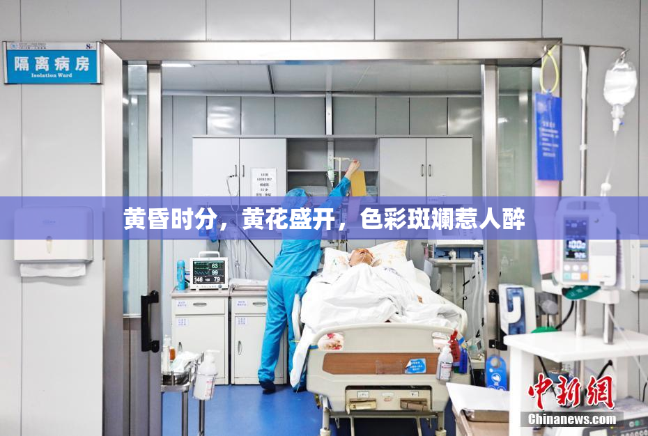 黄昏时分，黄花盛开，色彩斑斓惹人醉