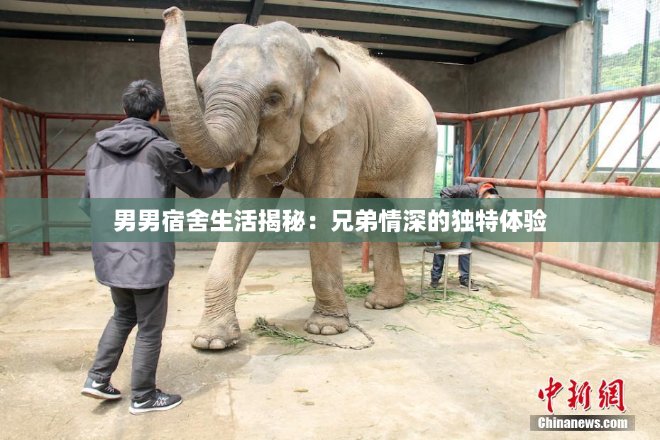 男男宿舍生活揭秘：兄弟情深的独特体验