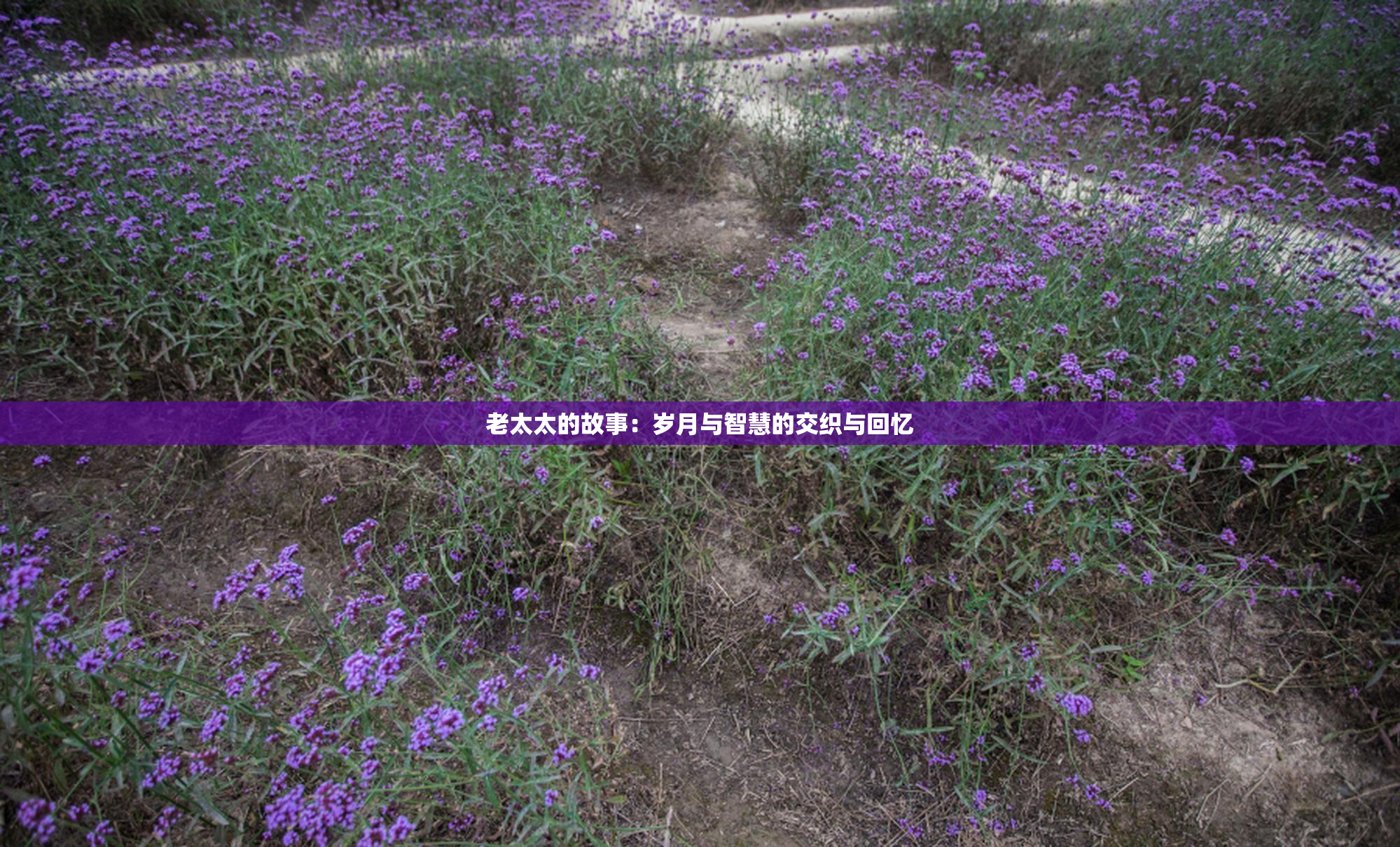 老太太的故事：岁月与智慧的交织与回忆