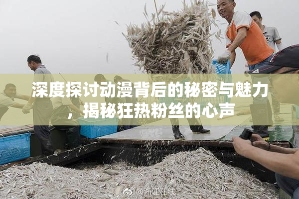 深度探讨动漫背后的秘密与魅力，揭秘狂热粉丝的心声