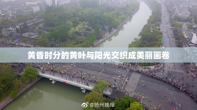 黄昏时分的黄叶与阳光交织成美丽画卷