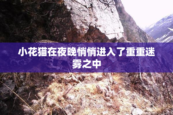 小花猫在夜晚悄悄进入了重重迷雾之中